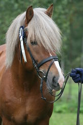 W-Profile Nahkaiset Suitset Kaksoisturparemmill�, Messinki soljilla, Full