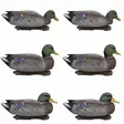 Final Approach Live Early Season Mallards, 6 kpl pakkaus - Houkutuskuvat - 728614297110 - 1