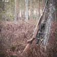 Sauer 100 Artemis 308win Kivääri - Sauer kiväärit - 3950001282561 - 2