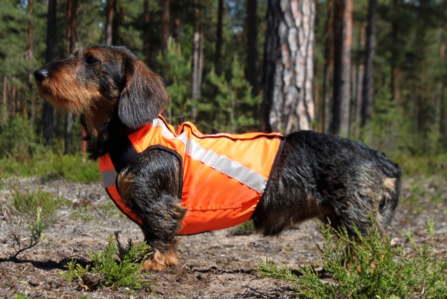 Kardog SISU-huomioliivi - Huomioliivit koirille - 3950001270711 - 1