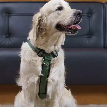 Salon valjas, metsänvihreä - Koiran pannat ja valjaat - 3950001287542 - 1