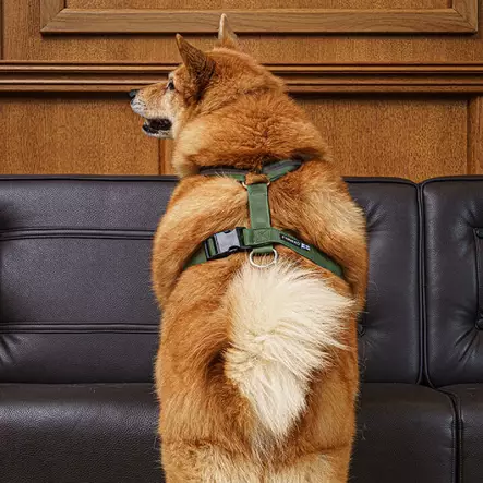 Salon valjas, metsänvihreä - Koiran pannat ja valjaat - 3950001287542 - 2