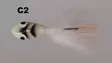 MA Mutu Leech 5g 35mm - Leechit - 6420615484202 - 16
