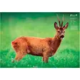 5etta Direct Hit Metsäkauris 4-pack sis. peitelaput - Houkutuskuvat - 7333080066424 - 2