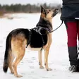 RESCUE Valjas Stoppari M/L - Koiran pannat ja valjaat - 6438406006656 - 2