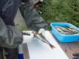 Ahti Kalasakset - Kalastajan työkalut ja tarvikkeet - 6418252996707 - 2