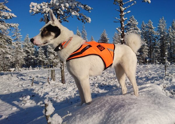 Kardog JERI – kelluttava huomioliivi - Huomioliivit koirille - 3950001270728 - 1